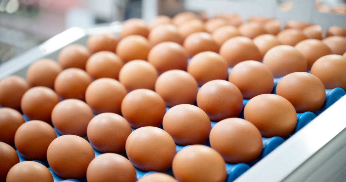 FDA Class I egg recall due to Salmonella contamination at US grocery stores